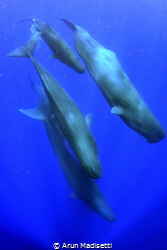 Sperm Whales under permit off Dominica. by Arun Madisetti 